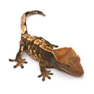 노멀 드리피 텐저린 익스트림할리퀸 트라이