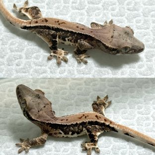 프라푸치노 풀핀 화이트스팟