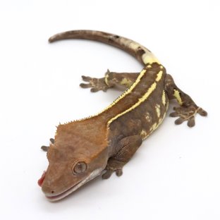 카푸치노 핀스트라이프