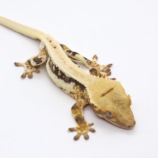 릴리화이트 드리피 풀핀 화이트스팟