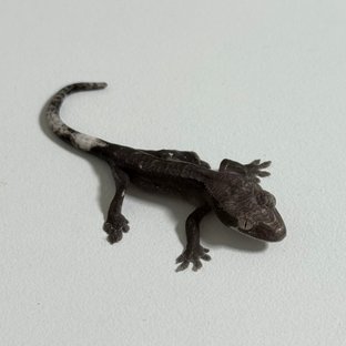 팬텀 아잔틱 화이트포트홀