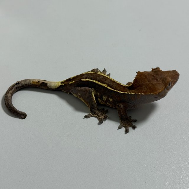 카푸치노 핀스트라이프