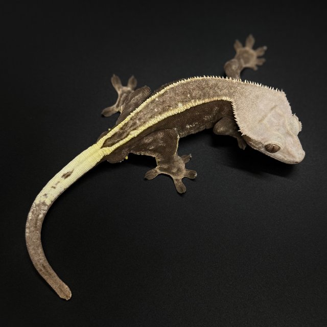 카푸치노 풀핀 핀스트라이프 화이트포트홀