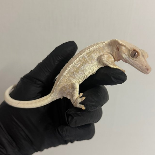 릴리화이트 드리피 솔리드백 풀핀 화이트핀