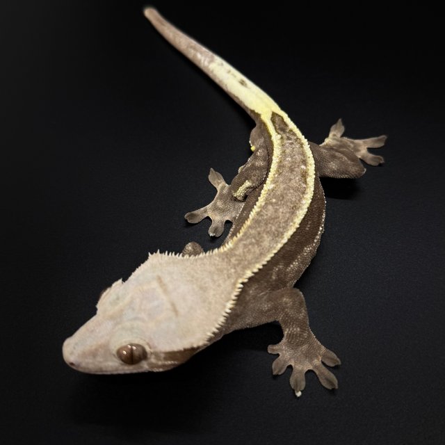 카푸치노 풀핀 핀스트라이프 화이트포트홀