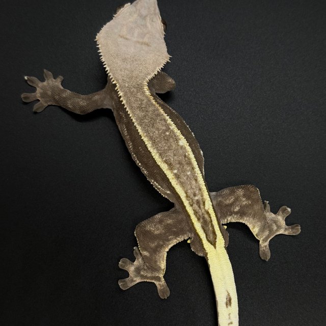 카푸치노 풀핀 핀스트라이프 화이트포트홀