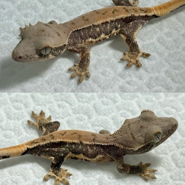 릴리화이트 드리피 화이트스팟