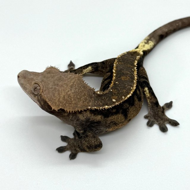 카푸치노 풀핀 화이트포트홀