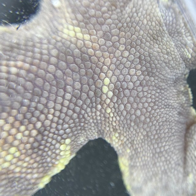 카푸치노 핀스트라이프