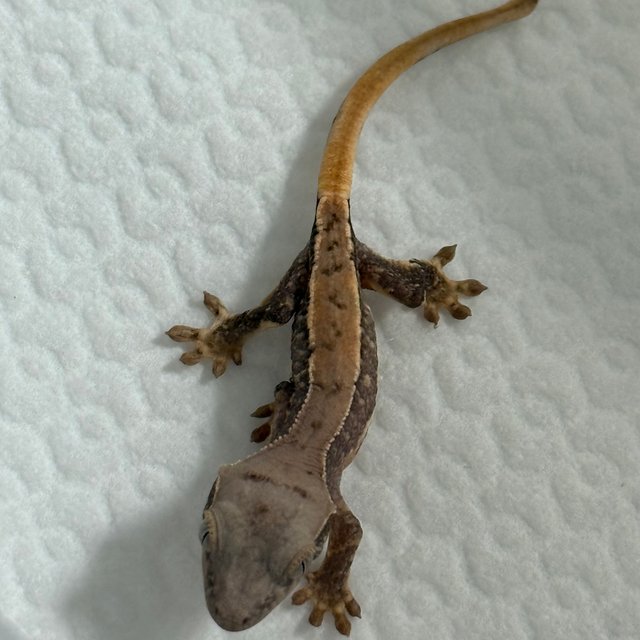 릴리화이트 드리피 화이트스팟