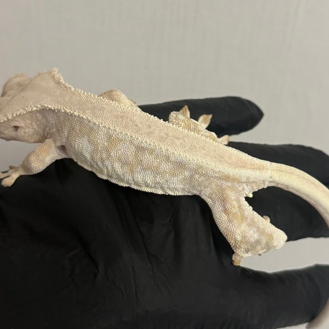 릴리화이트 드리피 솔리드백 풀핀 화이트핀