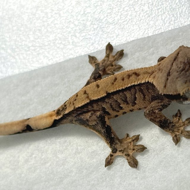 노멀 익스트림할리퀸