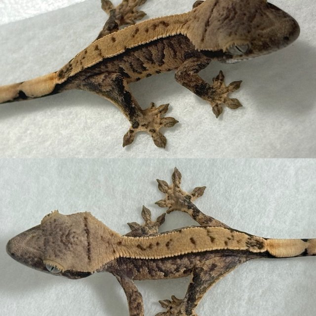 노멀 익스트림할리퀸