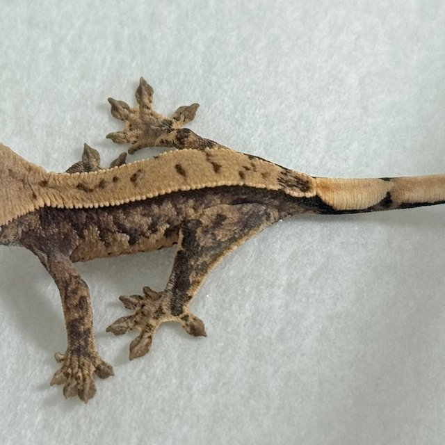 노멀 익스트림할리퀸