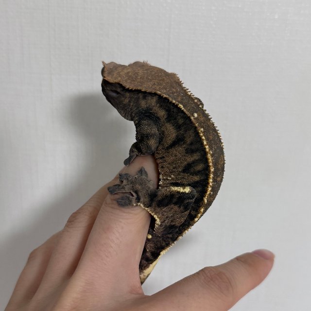 카푸치노 풀핀 화이트포트홀