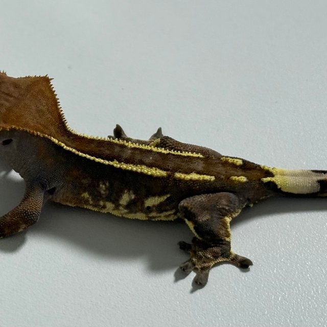 카푸치노 핀스트라이프