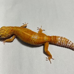 트램퍼알비노