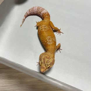 트램퍼알비노