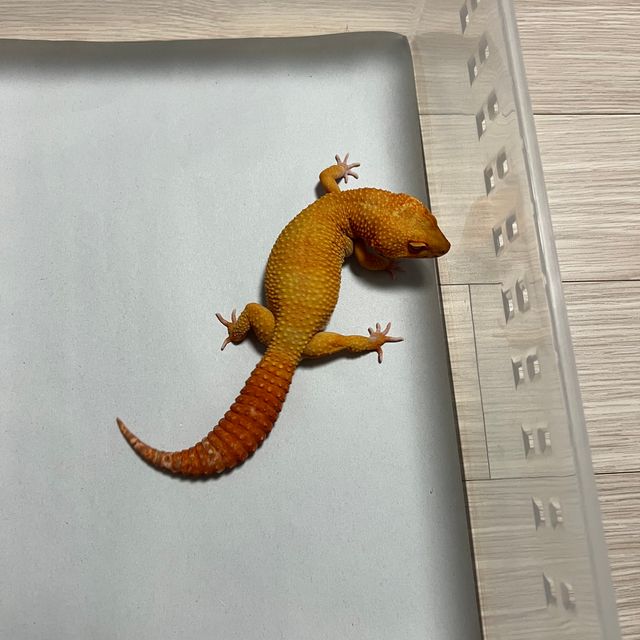 데빌