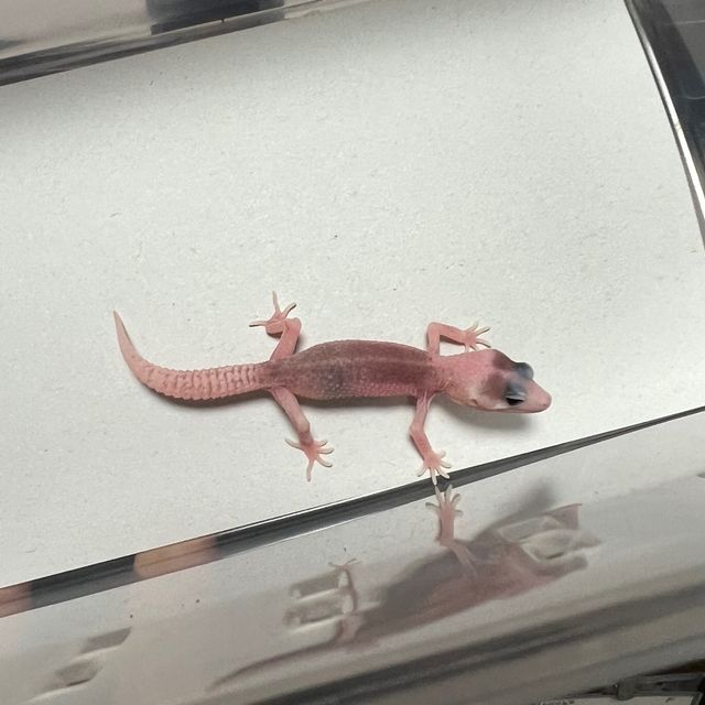 갤럭시