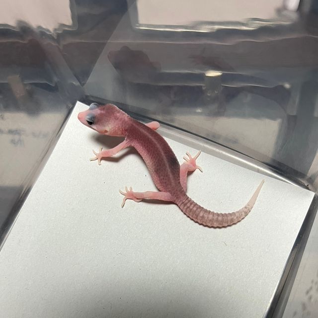 갤럭시