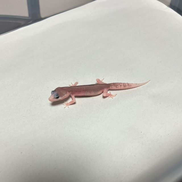 갤럭시