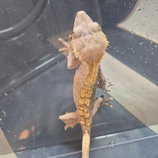 쌀알