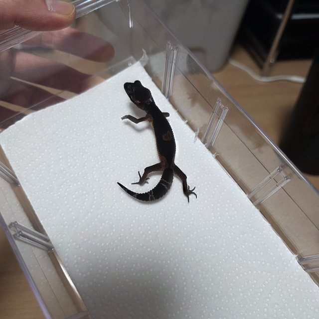 블랙나이트 만다린