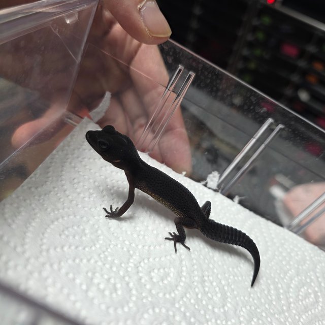 블랙나이트 만다린