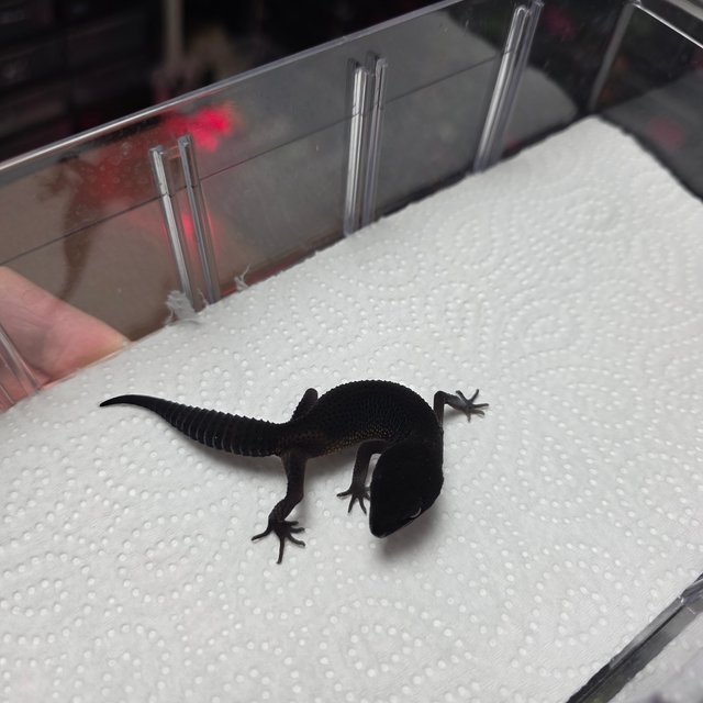 블랙나이트 만다린