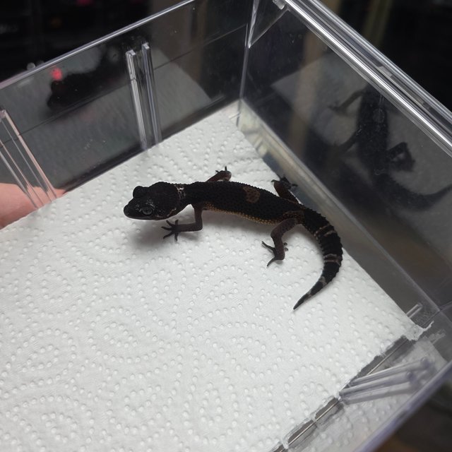 블랙나이트 만다린