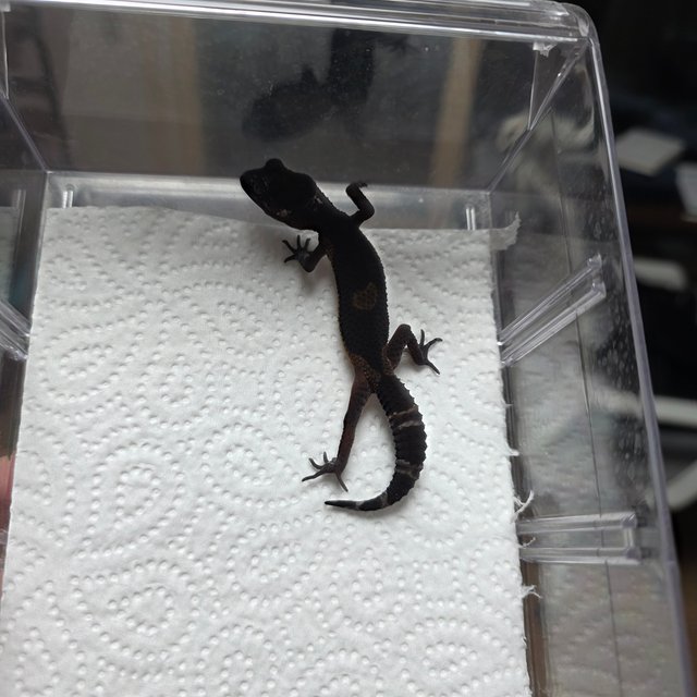 블랙나이트 만다린