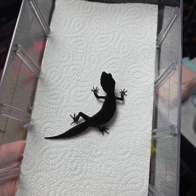 블랙나이트 만다린