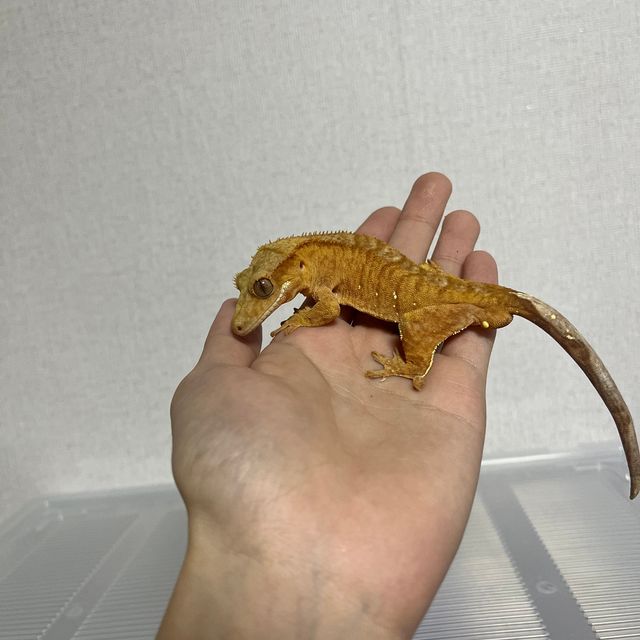 벅스킨 옐로우