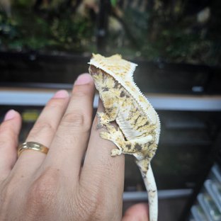 트라이 드리피 익스트림할리퀸 화이트핀