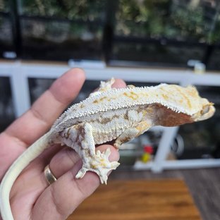 트라이 릴리화이트 드리피 화이트스팟 화이트핀