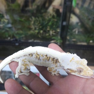 릴리화이트 트라이