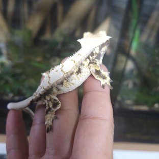 트라이 드리피 익스트림할리퀸