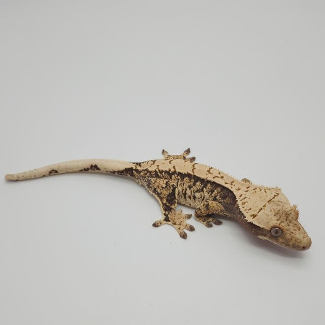 트라이
