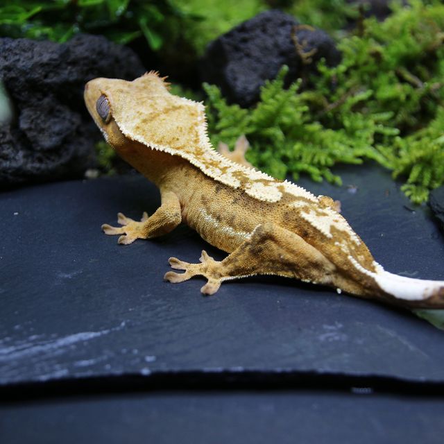 크림시클