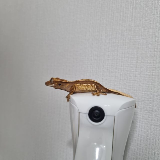 노멀 쿼드 핀스트라이프