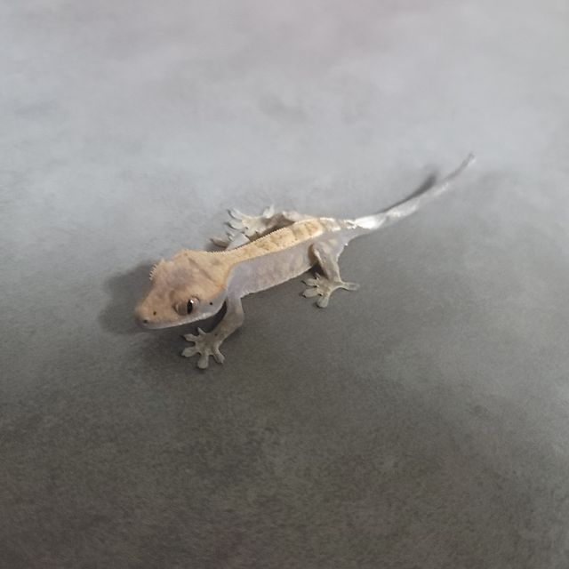 카푸치노