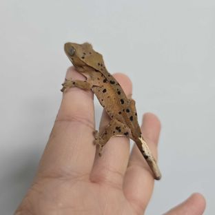 달마시안