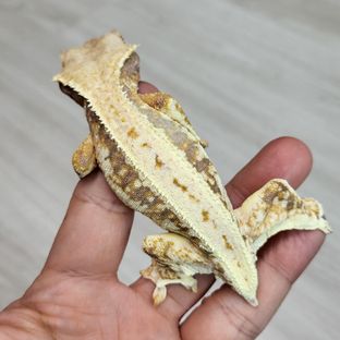 초모