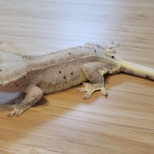 릴리달마스팟