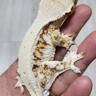 루비