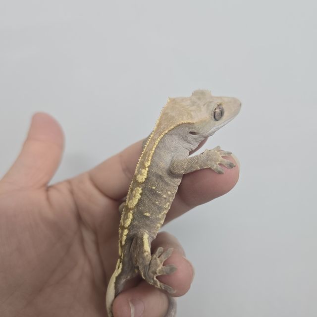카푸치노