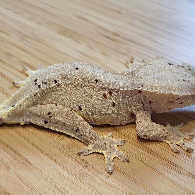 릴리화이트 팬텀 크림 달마시안