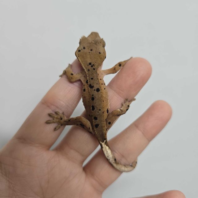 달마시안