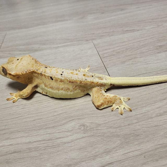 릴리화이트 팬텀 크림 달마시안